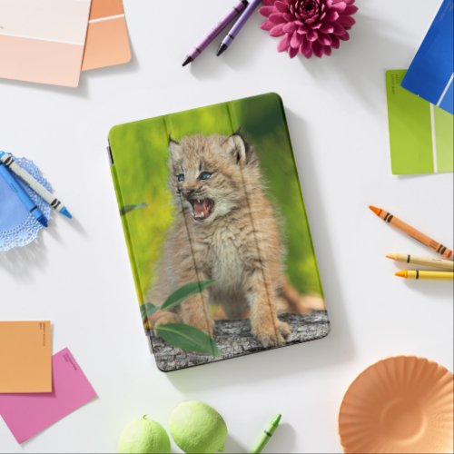 Canadian Lynx Kitten Alaska iPad Air Cover