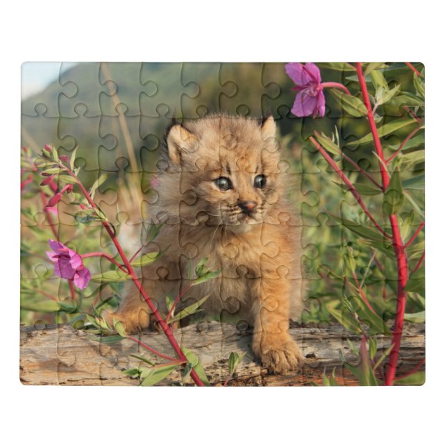 Canadian Lynx Kitten, Alaska Jigsaw Puzzle (Puzzle Horizontal)