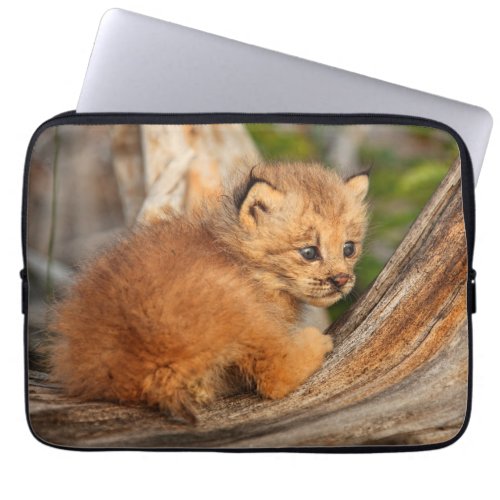 Canadian Lynx Kitten Alaska Laptop Sleeve