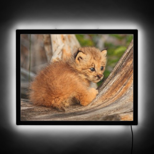 Canadian Lynx Kitten Alaska LED Sign