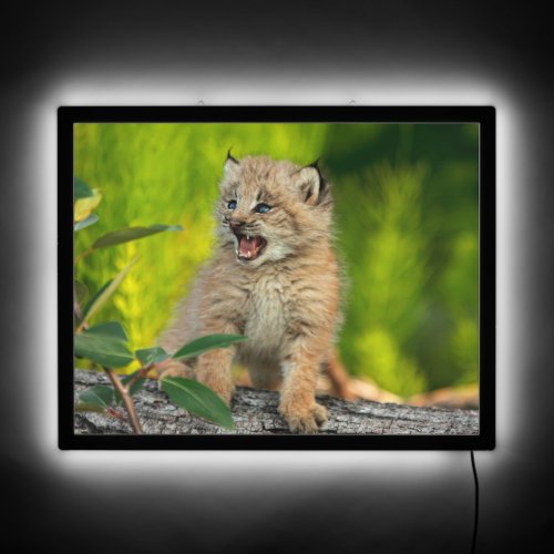Canadian Lynx Kitten Alaska LED Sign