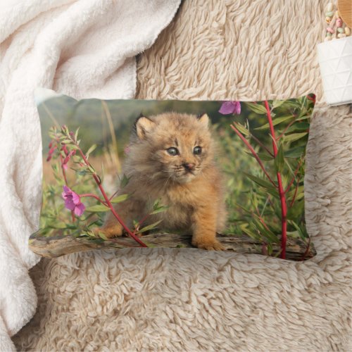 Canadian Lynx Kitten Alaska Lumbar Pillow