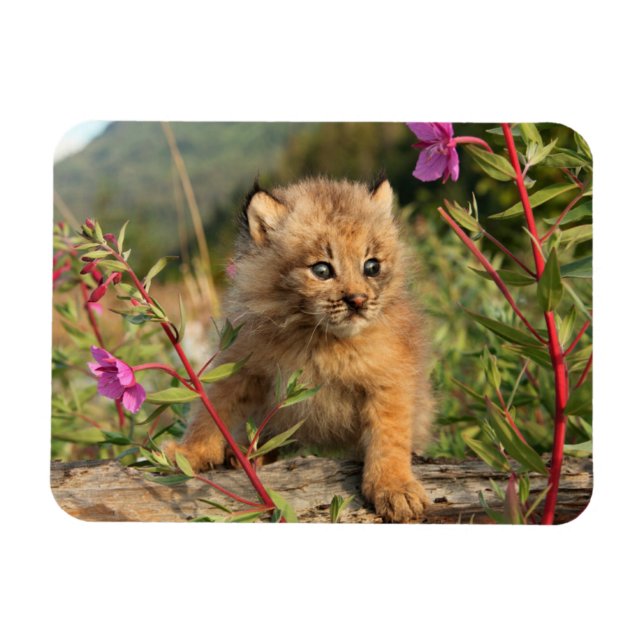Canadian Lynx Kitten, Alaska Magnet (Horizontal)