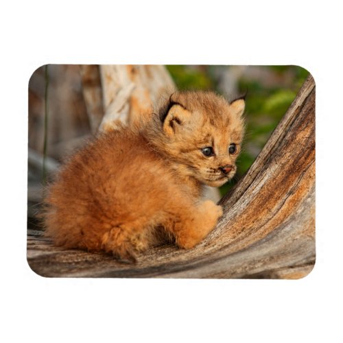 Canadian Lynx Kitten Alaska Magnet