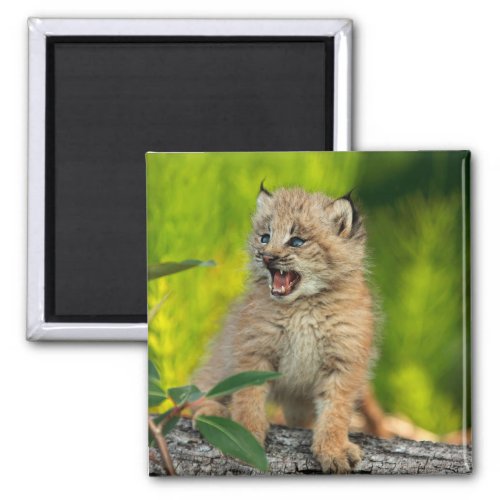Canadian Lynx Kitten Alaska Magnet
