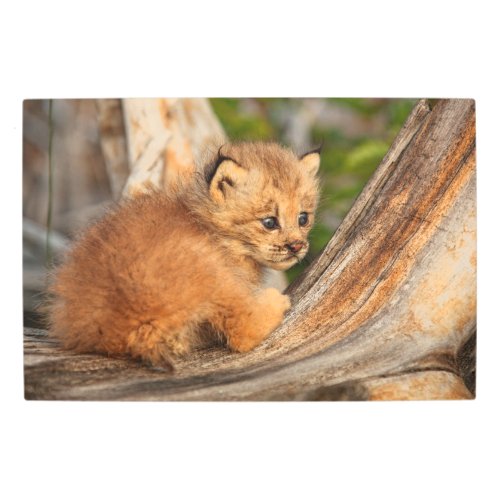 Canadian Lynx Kitten Alaska Metal Print