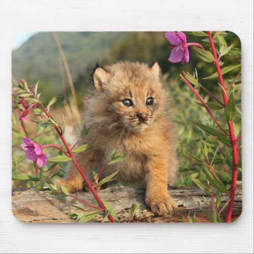 Canadian Lynx Kitten Alaska Mouse Pad