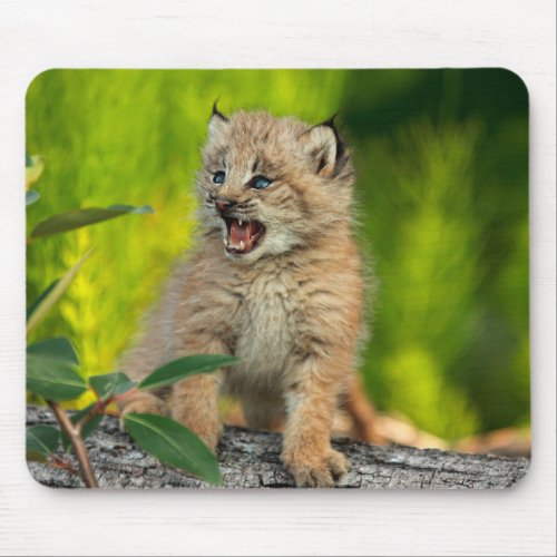 Canadian Lynx Kitten Alaska Mouse Pad