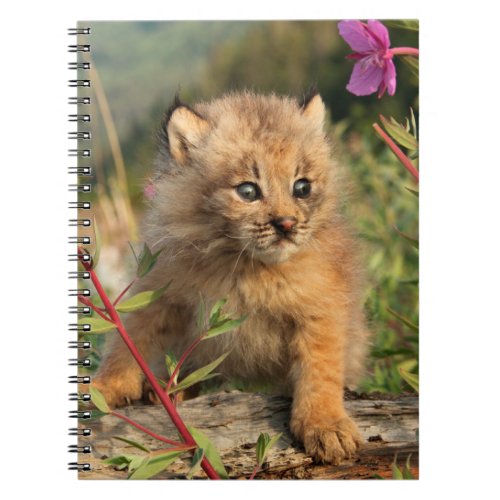 Canadian Lynx Kitten Alaska Notebook