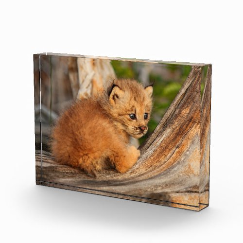 Canadian Lynx Kitten Alaska Photo Block
