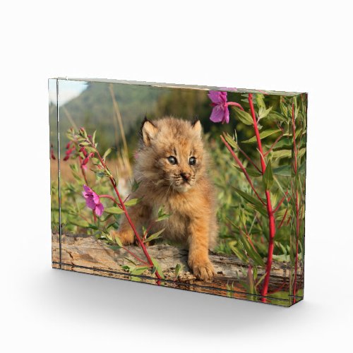 Canadian Lynx Kitten Alaska Photo Block