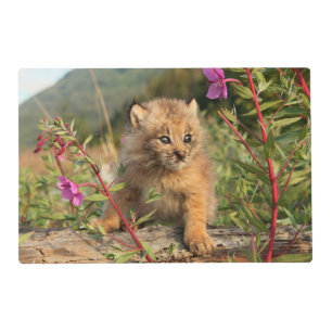 Canadian Lynx Kitten, Alaska Placemat