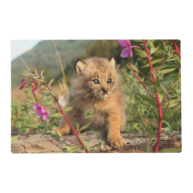 Canadian Lynx Kitten, Alaska Placemat (Front)