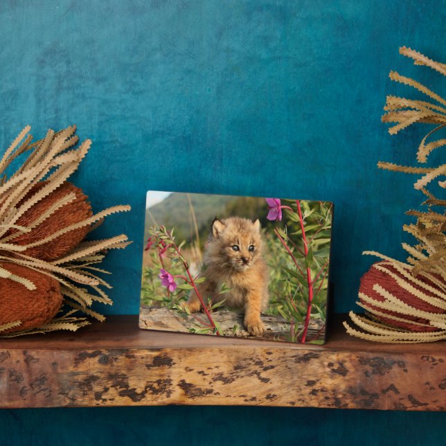 Canadian Lynx Kitten, Alaska Plaque (Side)