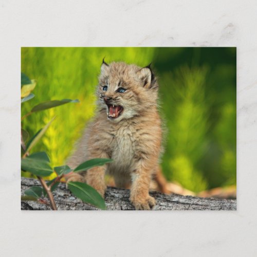 Canadian Lynx Kitten Alaska Postcard