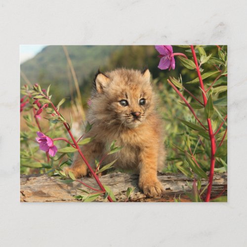 Canadian Lynx Kitten Alaska Postcard