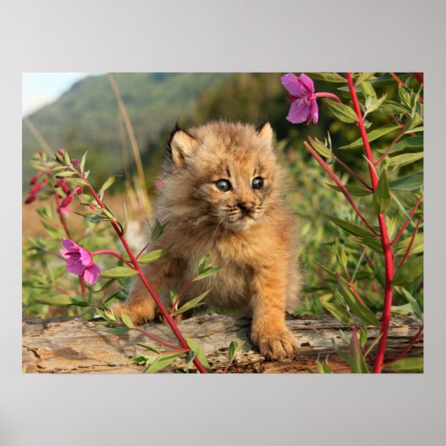 Canadian Lynx Kitten, Alaska Poster (Front)