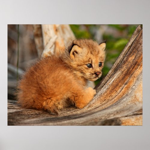Canadian Lynx Kitten Alaska Poster