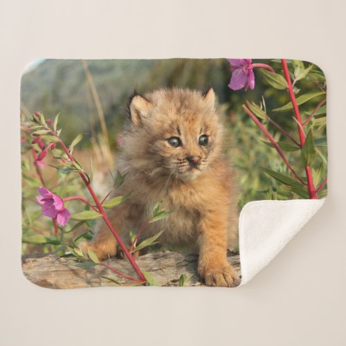 Canadian Lynx Kitten Alaska Sherpa Blanket