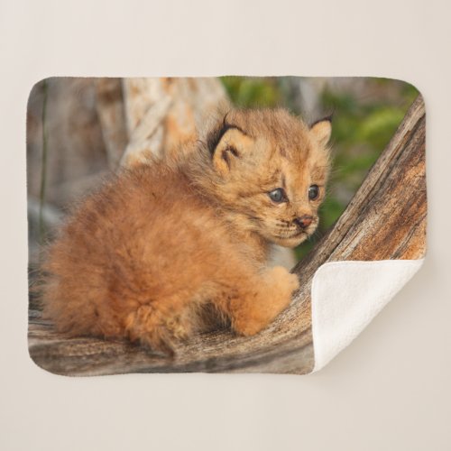 Canadian Lynx Kitten Alaska Sherpa Blanket