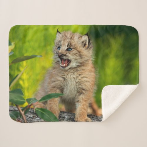 Canadian Lynx Kitten Alaska Sherpa Blanket
