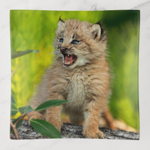 Canadian Lynx Kitten Alaska Trinket Tray