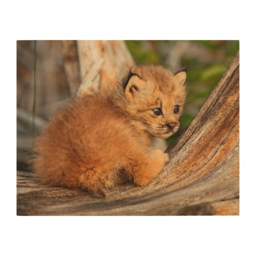 Canadian Lynx Kitten Alaska Wood Wall Art