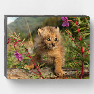 Canadian Lynx Kitten, Alaska Wooden Box Sign