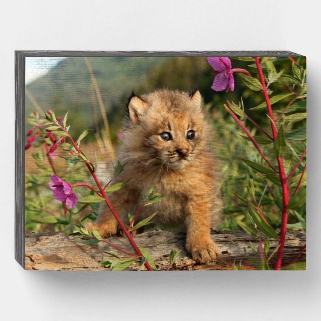 Canadian Lynx Kitten, Alaska Wooden Box Sign (Front Horizontal)