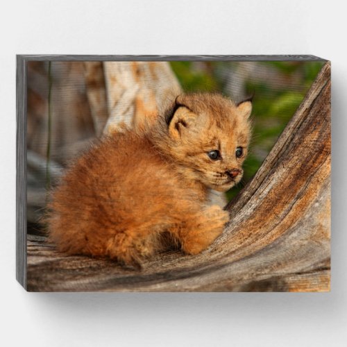Canadian Lynx Kitten Alaska Wooden Box Sign