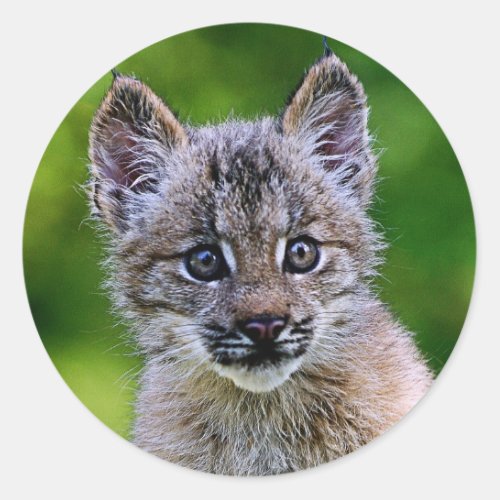 Canadian Lynx Kitten Classic Round Sticker