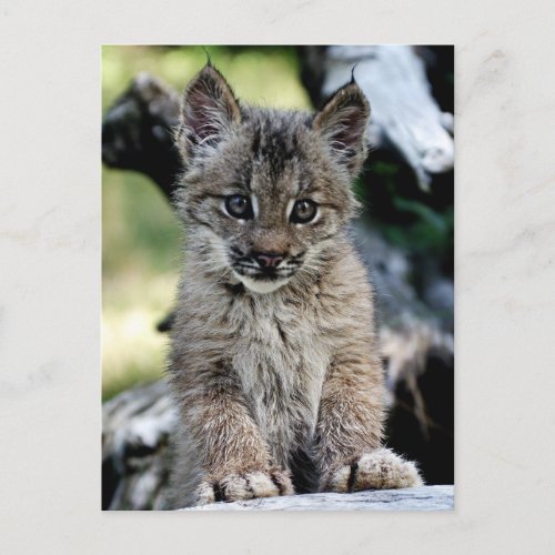 Canadian Lynx Kitten Postcard