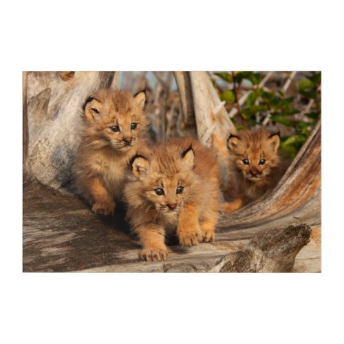 Canadian Lynx Kittens  Alaska Acrylic Print