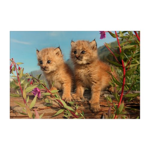 Canadian Lynx Kittens Alaska Acrylic Print