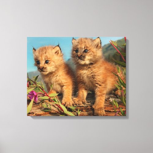 Canadian Lynx Kittens Alaska Canvas Print