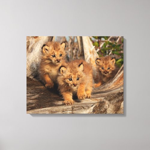 Canadian Lynx Kittens  Alaska Canvas Print