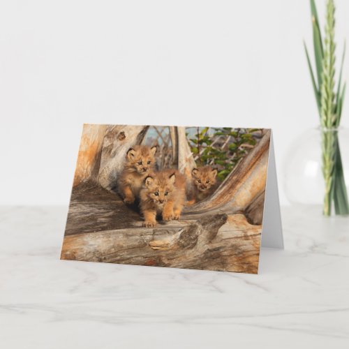 Canadian Lynx Kittens  Alaska Card