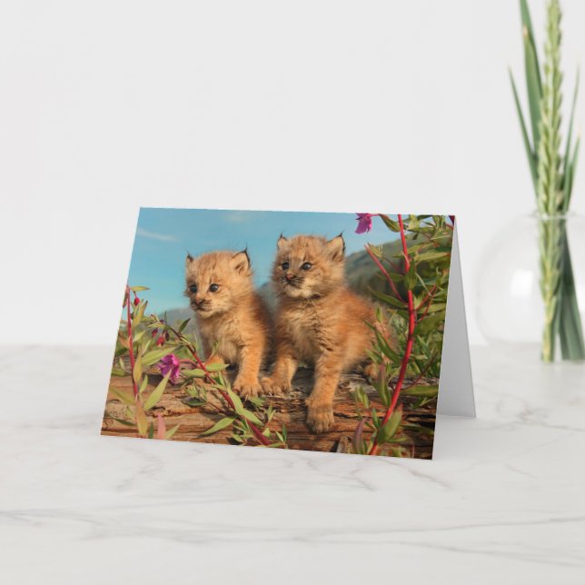 Canadian Lynx Kittens, Alaska Card (Front)