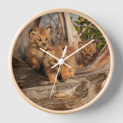 Canadian Lynx Kittens  Alaska Clock
