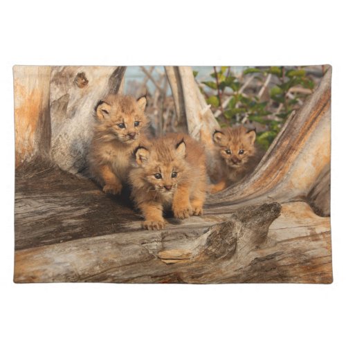 Canadian Lynx Kittens  Alaska Cloth Placemat