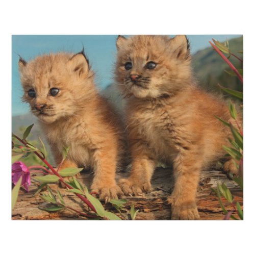 Canadian Lynx Kittens Alaska Faux Canvas Print