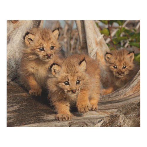 Canadian Lynx Kittens  Alaska Faux Canvas Print