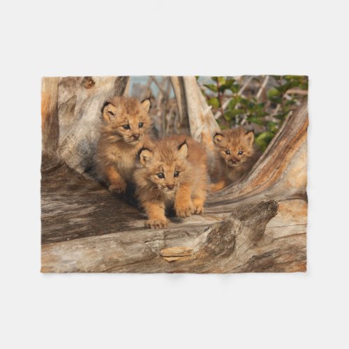 Canadian Lynx Kittens  Alaska Fleece Blanket
