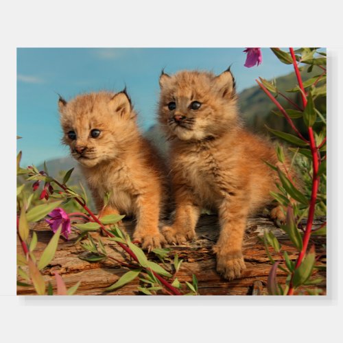 Canadian Lynx Kittens Alaska Foam Board