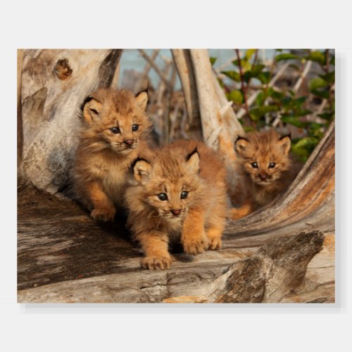Canadian Lynx Kittens  Alaska Foam Board