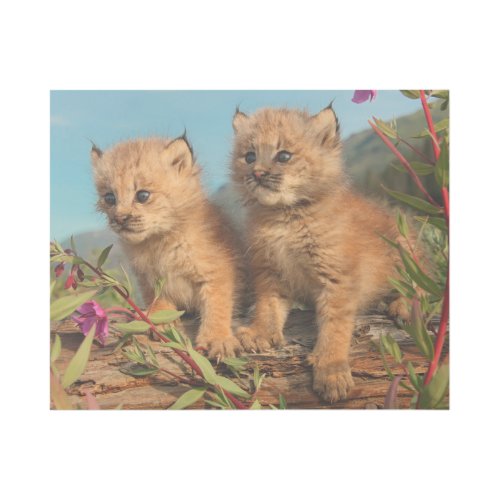 Canadian Lynx Kittens Alaska Gallery Wrap
