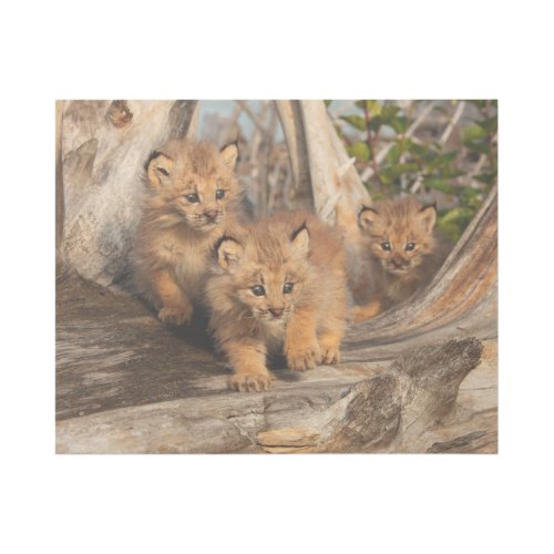 Canadian Lynx Kittens  Alaska Gallery Wrap