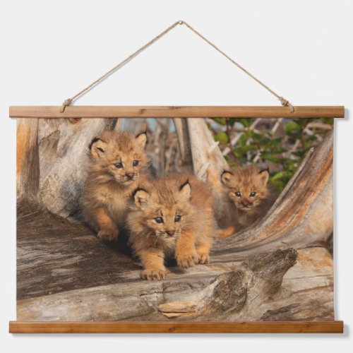 Canadian Lynx Kittens  Alaska Hanging Tapestry
