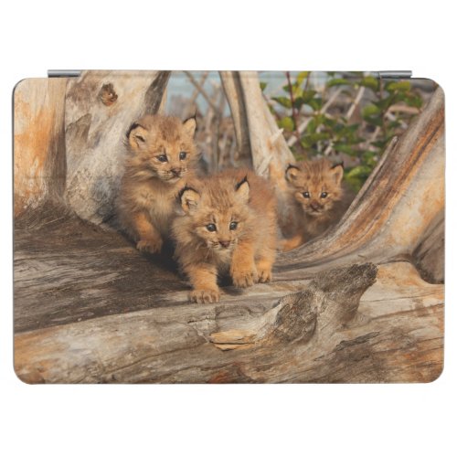 Canadian Lynx Kittens  Alaska iPad Air Cover