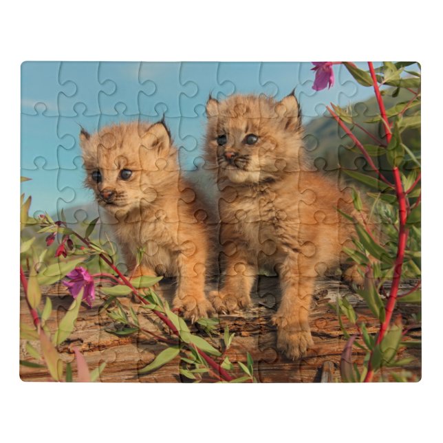 Canadian Lynx Kittens, Alaska Jigsaw Puzzle (Puzzle Horizontal)
